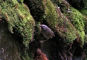 in Kullu - Manali District of Himachal Pradesh, India