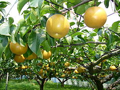 Pyrus pyrifolia, variedade típica da Ásia.