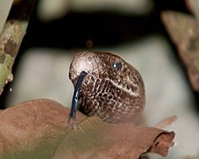 A snake licking a leaf to detect prey