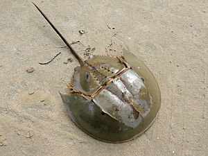 A picture of a horseshoe crab, a xiphosuran, which I falsely claim to be a self portrait.