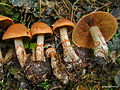 Cortinarius armillatus