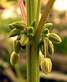 Image 11Male Cannabis flower buds (from Cannabis)