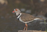 Three-banded Plover