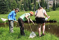 There are three people standing in tall grass with some white wildflowers in a forested area looking over at a small pond. The person on the right is holding a notepad and pen, the other two people to the left are holding nets with long handles. The person in the center with a net is leaned over the furthest and has one hand pointing at the pond. The image source said he spotted a frog, although the he frog is not visible in this image.