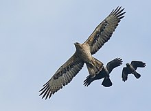 Un Aigle de Bonelli en vol poursuivi par deux corbeaux.