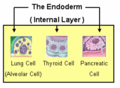 Endoderm, akciğer, tiroid ve pankreas dokularını üretir.