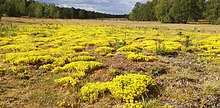 Sedum acre auf einem Sandmagerrasen bei Borken/Westfalen