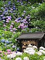 Flores de Hydrangea no templo de Kanonji