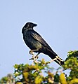 Corvus Imparatus