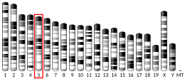 Chromosome 5 (souris)