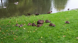 En famille sur la pelouse d'un parc, avec des colverts, en Allemagne.