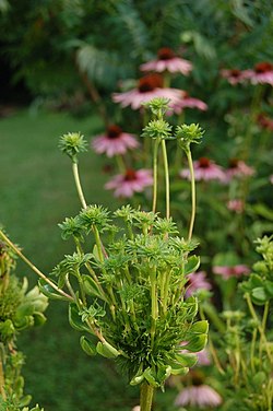 Filódio induzido por uma infecção fitoplasmática em Echinacea purpurea.