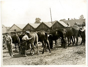 Des mules devant une entreprise de la commune, en 1915.