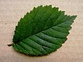 'Retiro' leaf