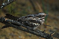 Nightjar