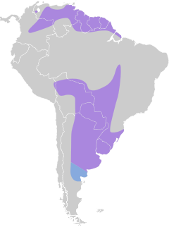 Distribuição do maguari