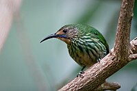 Purple Honeycreeper (female)