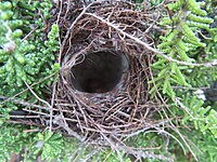 Nest placed in fynbos at Rooiels