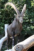 Alpensteinbock