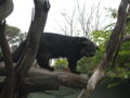 Binturong