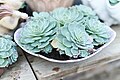 Image 33Echeveria glauca in a Connecticut greenhouse. Botany uses Latin names for identification; here, the specific name glauca means blue. (from Botany)