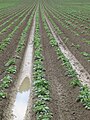 Campo de papa después de fuertes lluvias