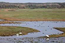 Photographie montrant les mares devant l'observatoire dans la réserve naturelle du Platier d'Oye.