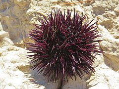 Oursin violet (Paracentrotus lividus), Méditerranée et Atlantique européen.