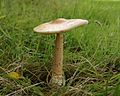 Amanita crocea