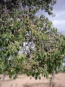 Almond tree with ripening fruit. Majorca, Spain.