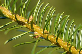 Aiguilles et bourgeons axiaux.