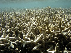 Acropora muricata blanchi, mort puis partiellement colonisé par des algues à la Réunion.