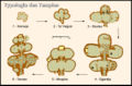 A diagram of six examples of evolving temple floor plans, evolving clockwise, labelled Typologie des temples ("temple typology"). The floor plans evolve from small, simple rooms to much larger and more elaborate constructions.