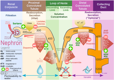 Diagrama do fluxo iónico no nefrón.