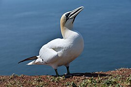 Fou de Bassan à Heligoland.