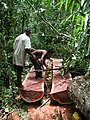 Harvesting bulletwood in Guyana