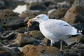 Un goéland mangeant une étoile de mer (Asterias sp.) à marée basse.