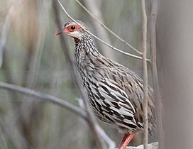 P. a. afer (Statius Müller, 1776) in northern Namibia