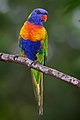 Image 6 Rainbow Lorikeet Photo: Fir0002 The Rainbow Lorikeet (Trichoglossus haematodus ssp. moluccanus shown here) is a species of Australasian parrot. It is a medium sized bird, with the length ranging from 25 to 30 cm (9.8 to 11.8 in) in size, and has a wingspan of about 17 cm (6.7 in). The weight varies from 75 to 157 g (2.6 to 5.5 oz). Its habitat is rainforest, coastal bush and woodland areas, and it feeds mainly on fruit, pollen and nectar. More selected pictures