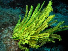 A yellow crinoid at Apo Reef