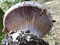 !Cortinarius magicus!