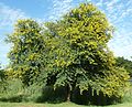 Soetdoring (Acacia karroo)