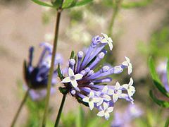 Asperula arvensis