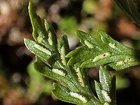 Zwartsteel (Asplenium adiantum-nigrum) met langwerpige sori aan de onderzijde van het blad