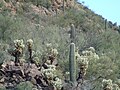 Sonoran Desert vegetation at Gates Pass.