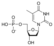 Thymidine monophosphate