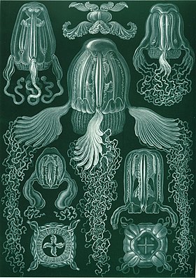 Os cubozoários de Ernst Haeckel, numa ilustração do livro Kunstformen der Natur