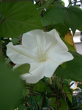 Ipomoea alba, flor.