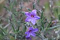 Lithodora fruticosa