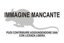 Immagine di Acomys ignitus mancante